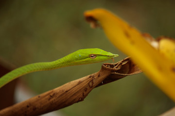 Rough Green Snake on Green Background.