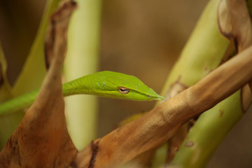 Rough Green Snake on Green Background.