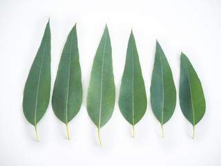 eucalyptus leaves isolated on white background use as ingredient in cosmetic product and is a medicinal herb, close up shot photo.