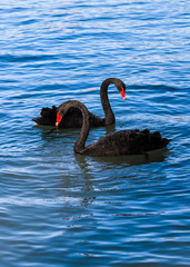 A pair of black swans moored in the blue lake. Pair of black swans on blue water.