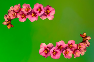 Early flowering bud of a bergenia in the spring season