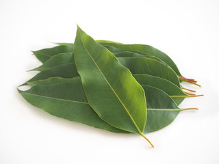 eucalyptus leaf isolated on white background use as ingredient in cosmetic product and is a medicinal herb, close up shot photo.