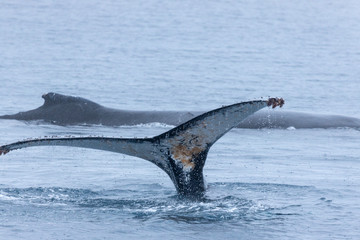 Whale playing and diving Antarctica 