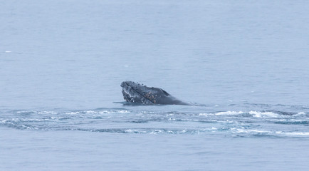 Whale playing and diving Antarctica 