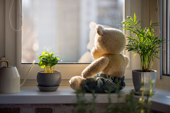 Cute knitted teddy bear sits on a windowsill next to pots with houseplants and looks out the window on sunny day.