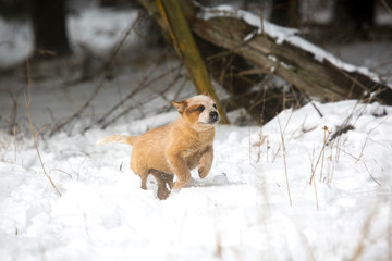 Red Australian Cattle Dog puppy in the snow