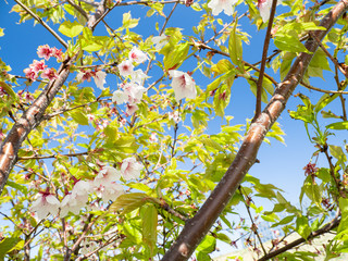 葉桜