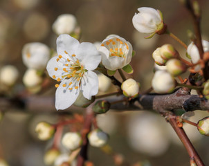 Fr&uuml;hlingsbl&uuml;te