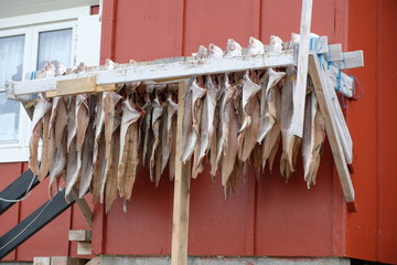 Gr&ouml;nlands Vielfalt, wundersch&ouml;ne Eisskulpturen, Landschaften, Hunde