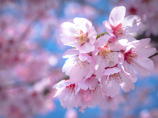 満開の桜の花　日本の春