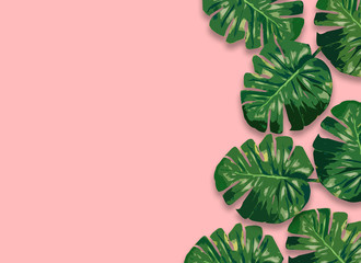 Monstera plant leaves,clipping path included.