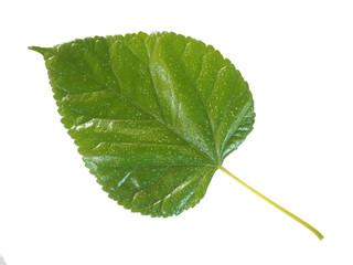 Obraz premium mulberry leaf with water drop isolated on white background and are used to make extracts as ingredients in cosmetics. leaves use for make tea or herbs use for health care concept, clipping path.