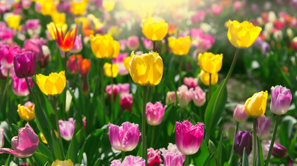 Spring meadow with bright colorful tulip flowers with selective focus. Beautiful nature floral background for card design, web banner and posters