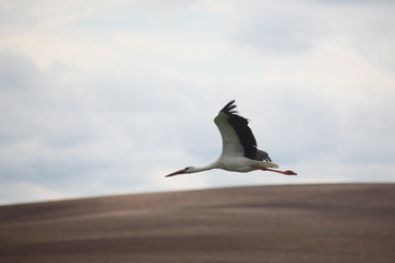 stork flying hell with earth against the sky