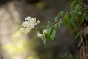 Bougainvillea