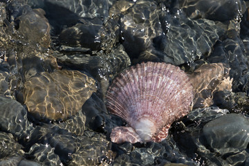 scallop shell lies among the pebbles in the sea water