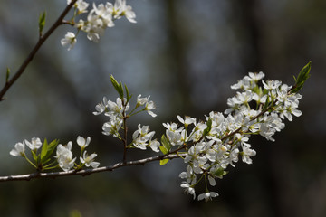 Photo of a blossoming tree of the family Rosaceae, branches covered with flowers