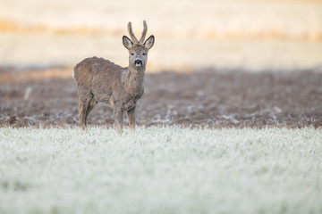 Roebuck - buck (Capreolus capreolus) Roe deer - goat