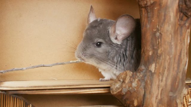 cute gray chinchilla nibbling tree branch, man feedind mouse, concept pet care, rodent feeding