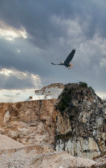 Fototapeta na wymiar a eagle fly against marble quarry ii carrara , italy