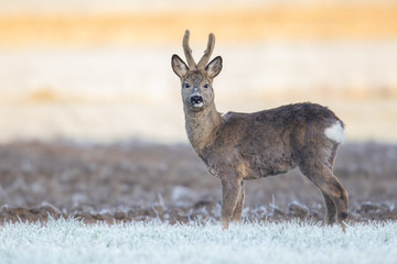 Roebuck - buck (Capreolus capreolus) Roe deer - goat
