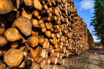 High timber logs in Sweden