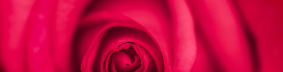 Fototapeta na wymiar Soft focus, abstract floral background, red rose flower. Macro flowers backdrop for holiday brand design