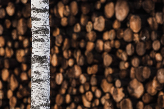 Birch tree in front of timber pile