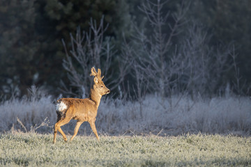 Roebuck - buck (Capreolus capreolus) Roe deer - goat