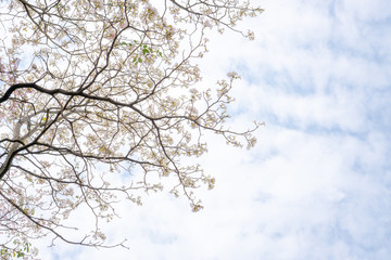 white petals of Pink Trumpet shrub flowering tree blossom on green leaves under clouds and blue sky background, know as Pink Tecoma or Tabebuia rosea plant, upward view image