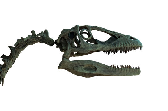 Fossil of velociraptor's skull isolated on white background.
