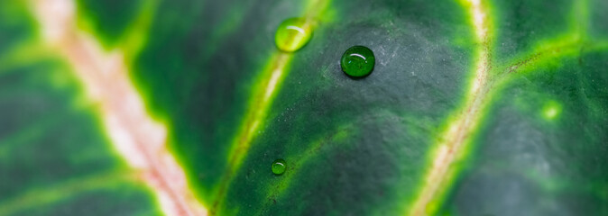 Abstract green background. Macro Croton plant leaf with water drops. Natural backdrop © OLAYOLA