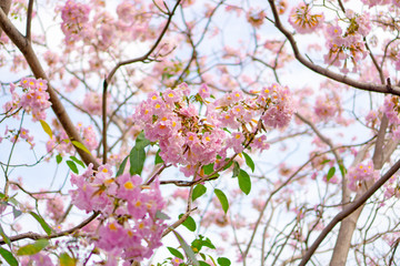 Bunch of Pink Trumpet shrub flowering tree blossom on green leaves branches and twig, under clouds and blue sky background, know as Pink Tecoma or Tabebuia rosea plant