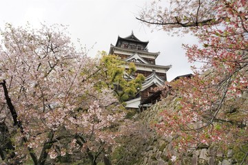 Naklejka premium 桜の下から見上げる日本の城