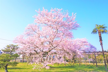 Fototapeta na wymiar 晴れやかな満開の桜