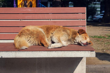 The red dog lies and warming on the sun on the bench
