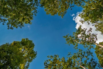 Fototapeta premium forest