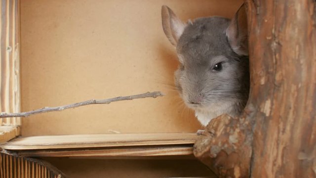 cute gray chinchilla nibbling tree branch, man feedind mouse, concept pet care, rodent feeding