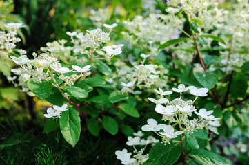 close up of blooming hydrangea paniculata 