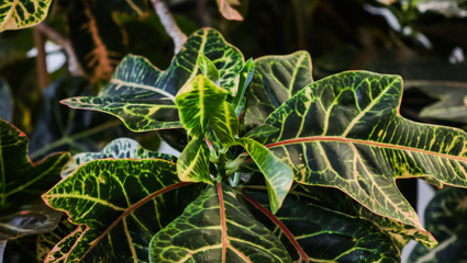 Croton plant leaves. Natural green background © OLAYOLA
