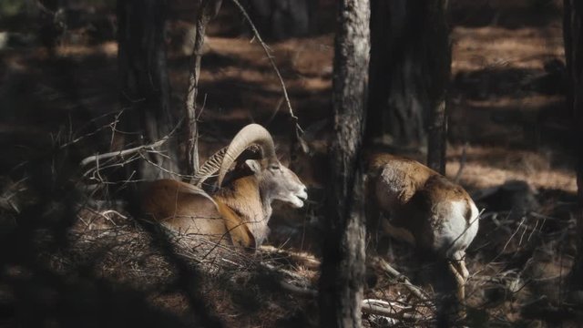 Cyprus Male Muflon (Ovis Orientalis Ophion) sitting under tree and eating with company