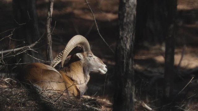 Cyprus Male Muflon (Ovis Orientalis Ophion) sitting under tree and eating