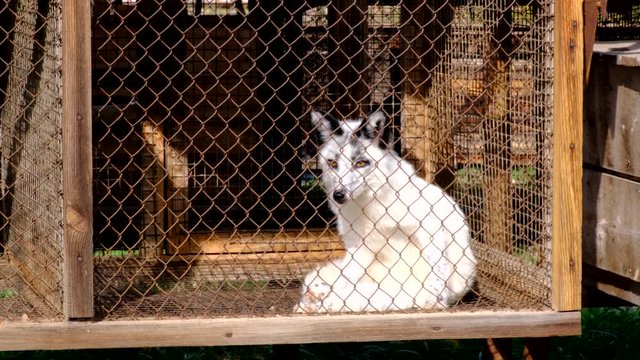 Fur farm. Red foxes in cages looking outside.
