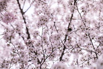 Pink japanese cherry blossom tree