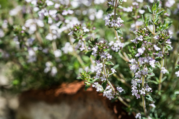 Garden Herbs Thyme 