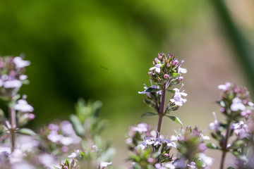 Thym flower blossom