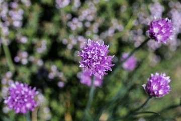 Lilac chives flower blossom