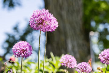 Purple summer flower alium