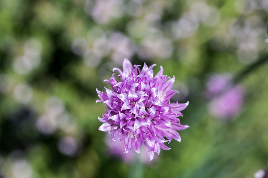 purple chives flower blossom