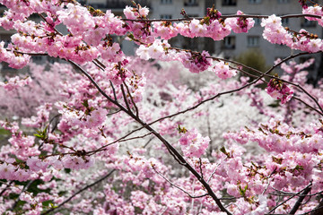 Colorful Cherry Blossom Tree